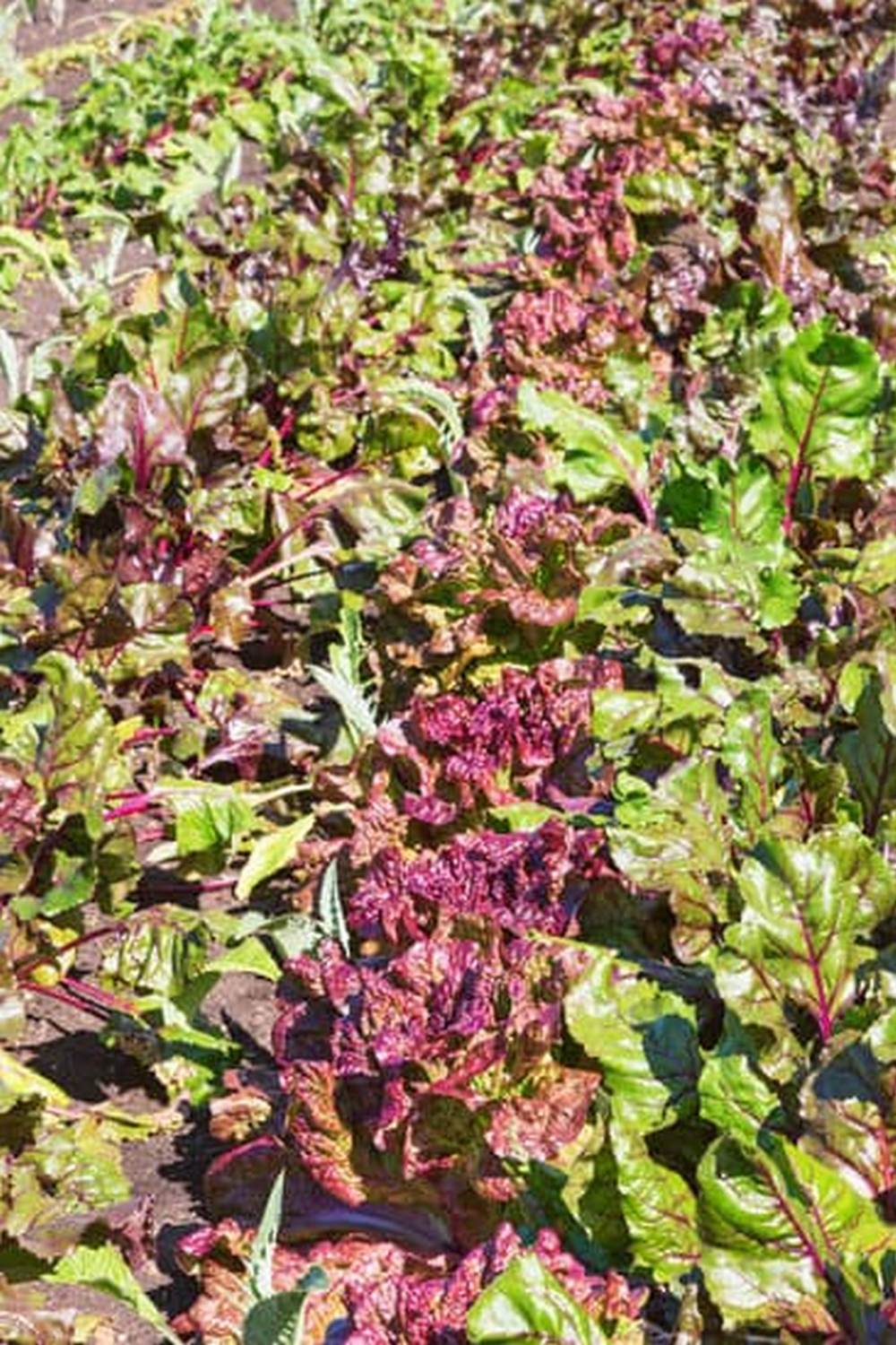 Thompson Water Seal: Assessing Its Safety for Vegetable Gardens