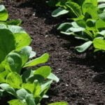 Effective and Safe Preen Weed Killer for Vegetable Gardens - Give It a Try!