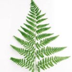 Beautiful pictures of raised bed vegetable gardens showcasing diverse plantations and impressive harvests