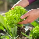 Benefits of Fish Fertilizer for Vegetable Gardens: Boosting Growth and Yield Naturally