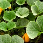 Best Vegetable for Container Gardening Top pick for container gardening: Best vegetable for container gardening - maximize space and yield!
