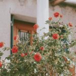 Colorful assortment of vegetables thriving in raised garden containers