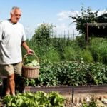 Top 10 container vegetable plants that thrive in small spaces for the best gardening results