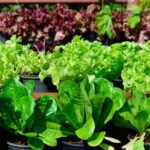 Assessing the Safety of Horse Manure for Vegetable Gardens: What You Need to Know