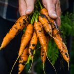 Alt text suggestion: Can treated wood be used for vegetable gardens? Find out the answer here