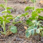 Vegetable Gardening Supply Shop for high-quality vegetable gardening supplies to enhance your garden's growth and productivity