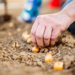 Basket filled with a variety of freshly harvested Chinese vegetables for gardening
