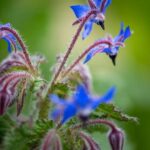Wild bear near vegetable garden, attracted by fresh produce and scents