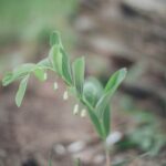 Chicken manure application for healthier vegetable gardens