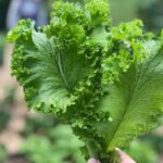 Safe alternatives to using treated wood for vegetable gardens that prioritize health and sustainability