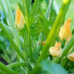 Composted manure enhances vegetable gardens by providing essential nutrients and promoting healthy plant growth