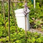 Cedar chips provide natural pest control and moisture retention for healthy vegetable gardens