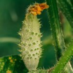 Top-rated vegetable gardening books available on Amazon for all skill levels