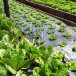 Close-up image of a vegetable garden with fresh produce being guarded from mice