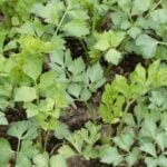 Benefits of Sheep Manure: Boosting Nutrients and Soil Health in Vegetable Gardens