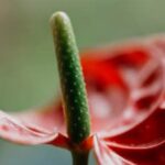 Decorative fencing for vegetable gardens: adding style and protection to your garden beds