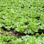 Choosing Safe Cypress Mulch for Vegetable Gardens: A Guide to Utilizing Cypress Mulch Sustainably