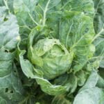 Benefits of using red cedar mulch in vegetable gardens: is red cedar mulch good for vegetable gardens?