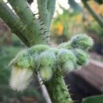 Is Rabbit Manure Good for Vegetable Gardens Rabbit manure benefits for vegetable gardens: enriches soil with nutrients and improves plant growth