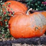 Is Wood Mulch Safe for Vegetable Gardens Benefits and Safety of Wood Mulch for Vegetable Gardens: What You Need to Know