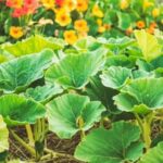 Benefits of Using Diatomaceous Earth in Vegetable Gardens: Improves Soil Quality and Controls Pests