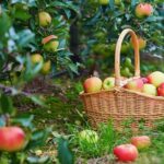 Patio container vegetable gardening: A compact, convenient way to grow fresh produce at home