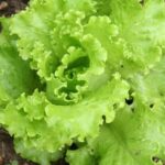 Dense, low-growing plants like creeping thyme and clover are good ground cover for vegetable gardens