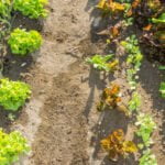 Image of a thriving and productive year round vegetable garden in a designated gardening area
