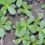 Lush vegetable garden thriving in my sunlit Florida sunroom - a perfect space for year-round gardening!