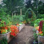 Benefits of using used coffee grounds as a natural fertilizer in vegetable gardens