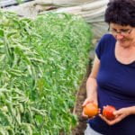 Alt text suggestion: Cover image of 'The Timber Press Guide to Vegetable Gardening in the Midwest' book