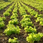 Benefits of using perlite for vegetable gardens, including improved soil aeration and water drainage