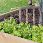 SQUARE FOOT GARDENING: Plentiful fall vegetables growing in a compact and organized garden bed