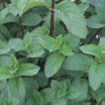 Vibrant and productive vegetable gardening under indoor lights, perfect for year-round cultivation