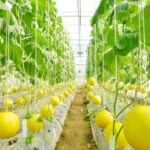 Step-by-step guide on How to Start Your Own Container Vegetable Garden