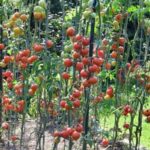 Is Weed B Gon safe for vegetable gardens? Learn about its compatibility and potential effects on your crops