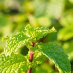 Optimize your vegetable garden with eco-friendly rain barrel water for enhanced growth and sustainability