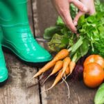 Is Cedar Mulch Bad for Vegetable Gardens Potential drawbacks of using cedar mulch in vegetable gardens: impact on soil acidity levels