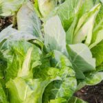 Can Preen Be Used in Vegetable Gardens Using Preen in Vegetable Gardens: An Effective Approach to Control Weeds and Enhance Crop Growth