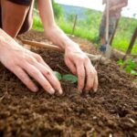 Organic straw mulch – the best mulch for vegetable gardens, promoting healthy growth and moisture retention