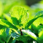 An assortment of gardening herbs and vegetables, perfect for adding fresh flavors to your culinary creations