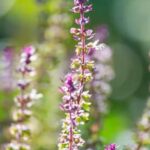 Benefits of using 10-10-10 fertilizer for vegetable gardens: balanced nutrient composition for optimal growth