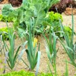 Beautifully maintained 19th century vegetable gardens showcasing a wide variety of meticulously cultivated veggies