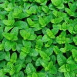 Beneficial Uses of Bone Meal: Discover Its Goodness for Vegetable Gardens