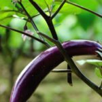 Grass Control in Vegetable Gardens Effective methods for controlling grass in vegetable gardens, ensuring healthy growth and productivity