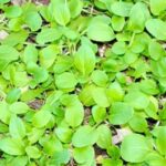 Bountiful vegetable garden in Northern Ontario showcasing diverse plant varieties and optimal gardening techniques