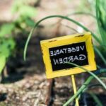 Possums foraging on vegetable gardens: understanding their diet and preventive measures