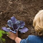 Zinnias can benefit vegetable gardens with their vibrant colors and ability to attract pollinators