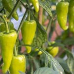 Ensuring Safety: Discover if Milky Spore is Safe for Your Vegetable Gardens