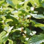 Pine needles can be beneficial for vegetable gardens, serving as natural mulch and adding acidity